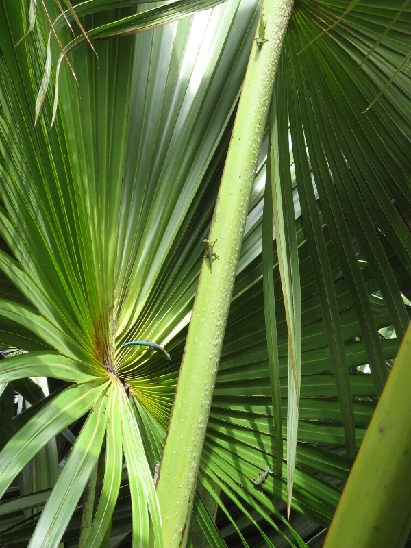 Gruppe Phelsuma cepediana auf Mauritius